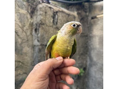 Pıneapple yavru konur papağanı