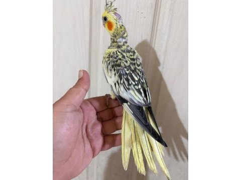 51 günlük harika sultan papağanı bebek