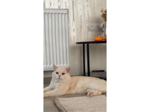Golden white british oğluma gelin adayı arıyorum