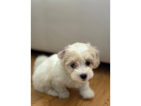 Maltipoo yavru