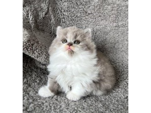 Dişi bicolor lilac long perfect british longhair