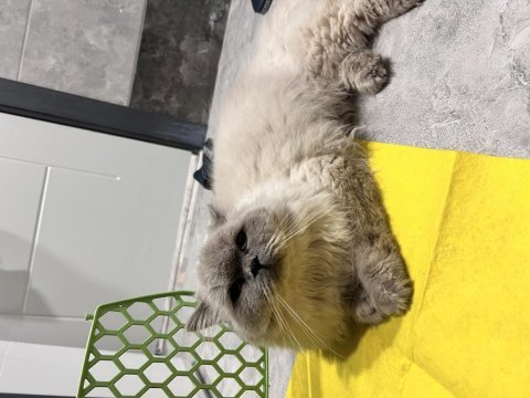 Talı patiler iran kedisi erkektir
