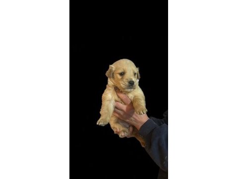 Bebek yüzlü a sınıf golden retriever yavrular