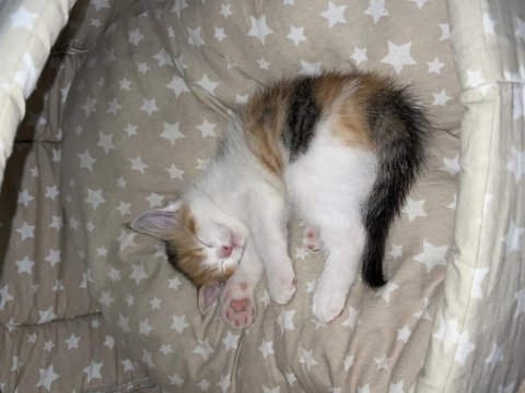 British shorthair kırması kedimiz