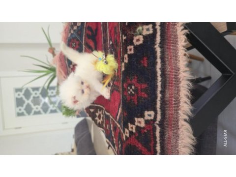 Erkek golden point british longhair