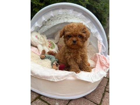 Toy poodle yavrularımız yeni yuvalarını bekliyor.