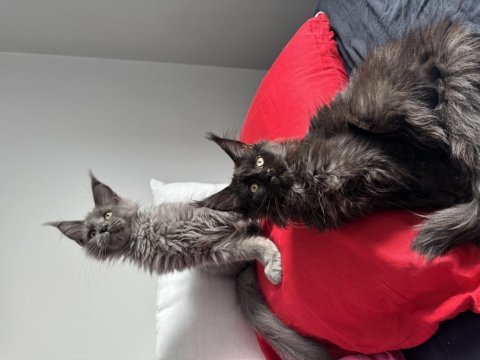 Ayşe arık farkıyla maine coon