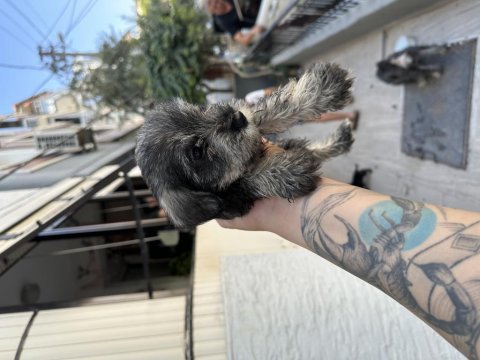 Minyatür schnauzer köpeği