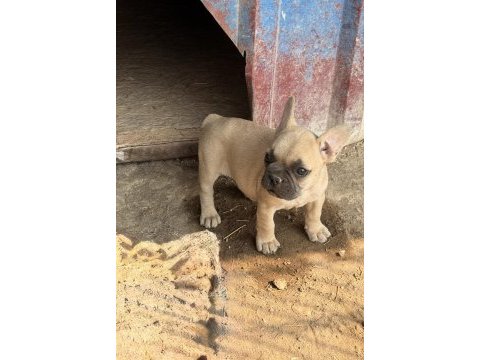 Çok acil sahiplendirilecek dişi french bulldog yavrum