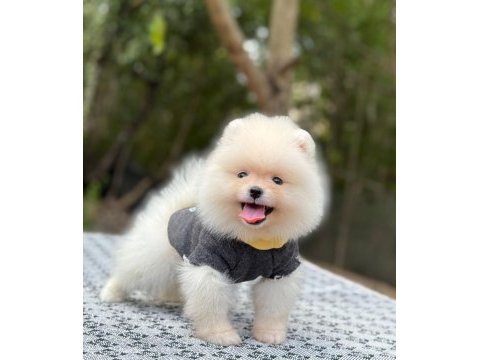 Orjinal sptiz olmayan pomeranian boo çocuklar