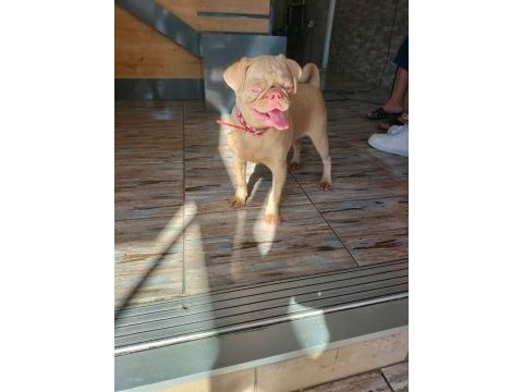 Mükemmel kalitede pink taşıyıcı dişi pug yavrular