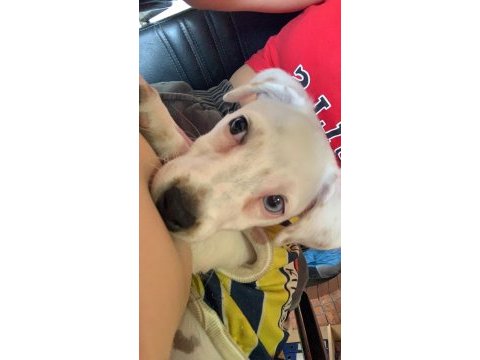 Jack russell dişi 4 aylık sahiplendirme ücretsiz