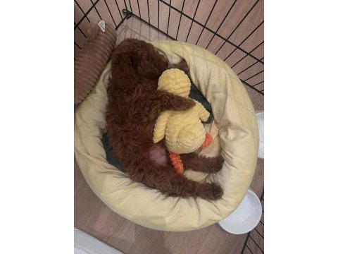 Toy poodle erkek 2 aylık