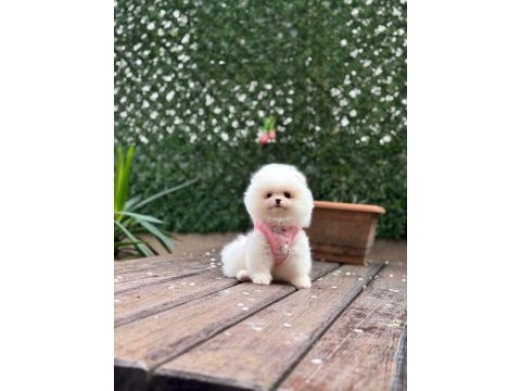 Pomeranian boo prenses bebek