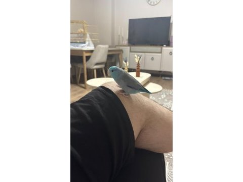 Aydın içi forpus