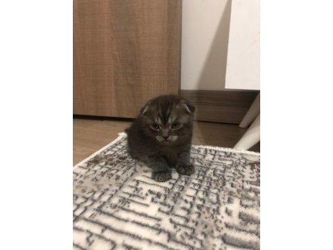 50 günlük british shorthair