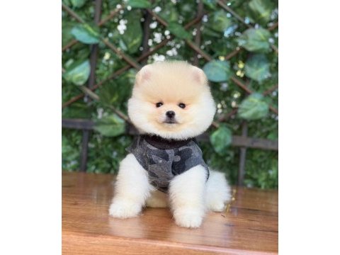 Pomeranian boo yavrumuz