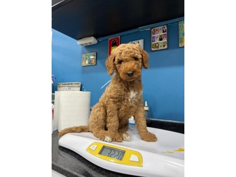 Dev poodle erkek