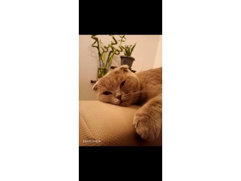 Ücretsiz sahiplendirme scottish fold kedimiz