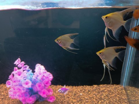 Takım olarak melek moli genetik tetra