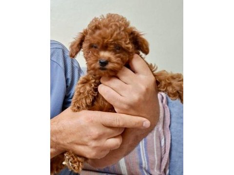 2 aylık toy poodle