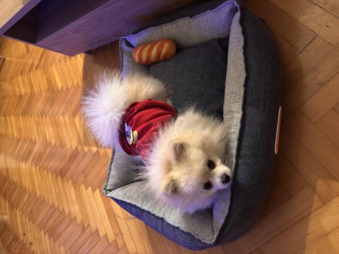 Dünyanın en enerjik ve sevecen köpeği leo