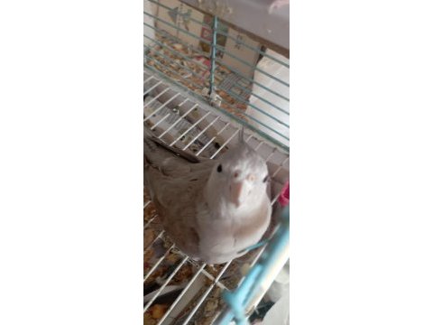 Ele alışık pied grey lutino sultan yavrular yeme düştü
