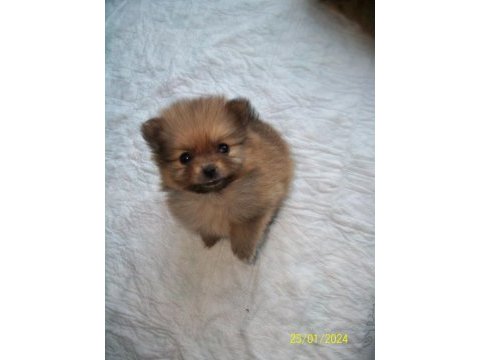 Pomeranian tecup 2 adet 1 aylık erkek yavrular