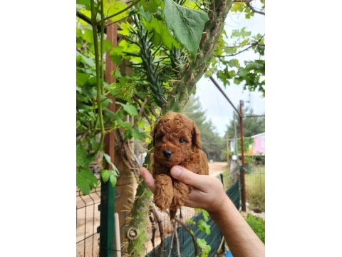A kalite toy poodle yavrularımız