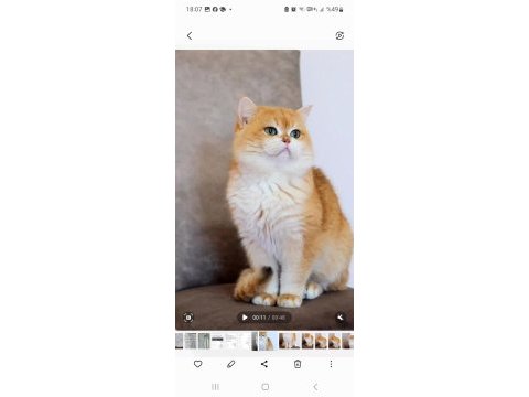 British shorthair full şecereli