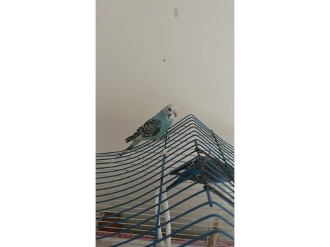 1.5 aylık yavru muhabbet kuşu