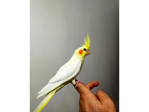 Ele alıştırmalık sultan papağanlar