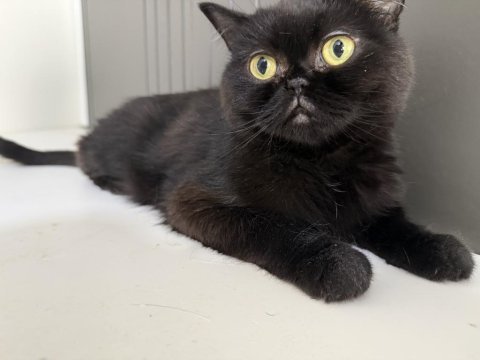 British shorthair kedisi
