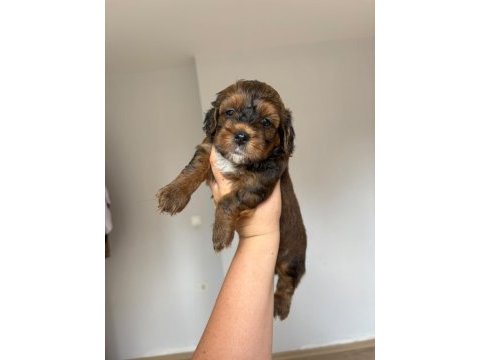 Maltipoo yavruları