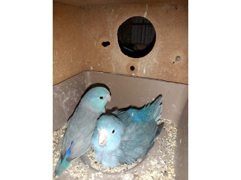 2 çift eşli yavru yumurta alınmış forpus papağanları