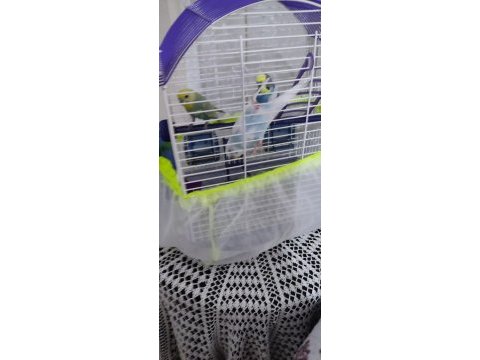 2 eş artı birtane normal kuş kafesi ile beraber