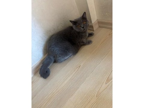 On iki şubat british shorthair