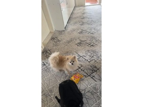 Erkek pomeranian tuvalet eğitimi var 1 yaşında