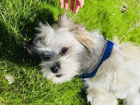 Acil köpeğimiz