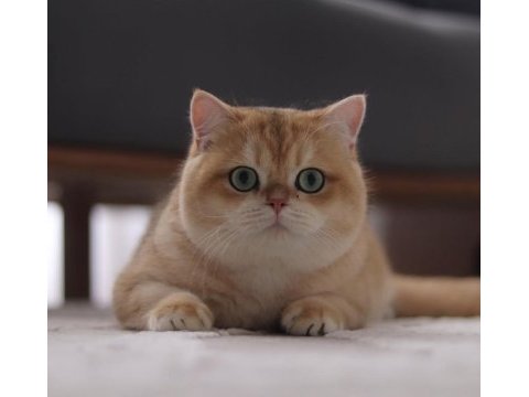 Şecereli safkan british shorthair ny11 erkek yavru