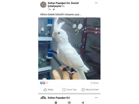 Yavru yetişkin sultan papağanları