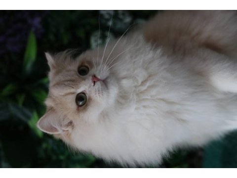 British longhair erkek 9 aylık