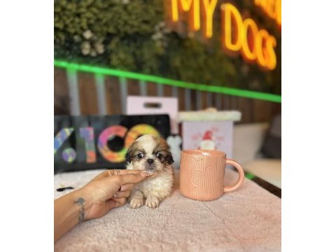 Shih tzu yavrular