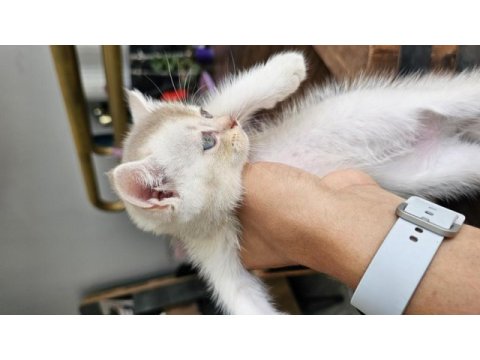 Scottish fold (erkek) 29.04.2024 doğumlu