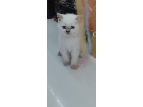 British shorthair kedisi
