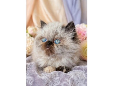 Mini maviş iran kedimiz