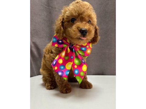 Toy poodle 1 dişi ve 1 erkek