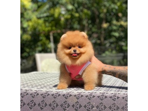 Show kalite pomeranian bebeklerim