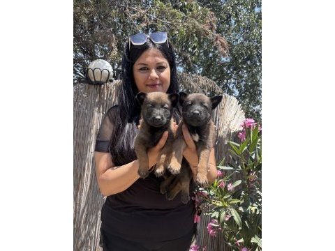 Safkan üst kalite aşılı malinois yavrularım