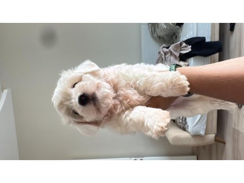 Köpeğimize iyi bir yuva arıyoruz